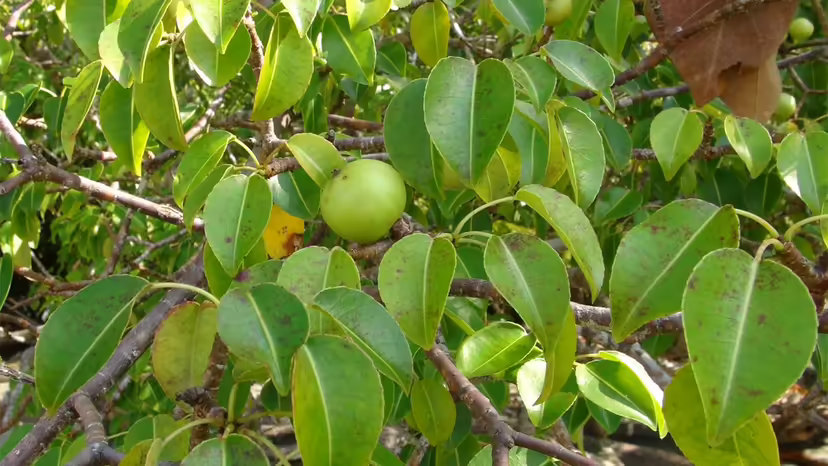 manchineel_tree.jpg